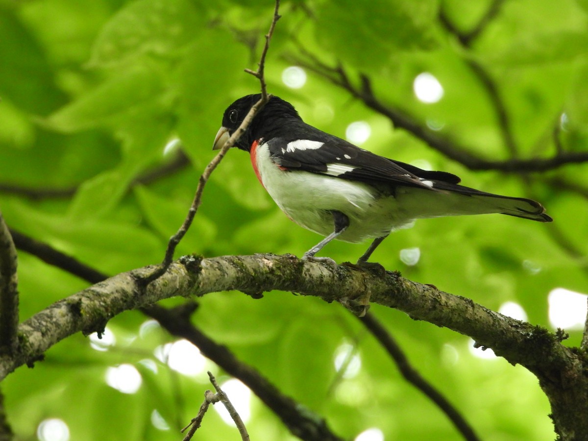 Rose-breasted Grosbeak - ML620036542