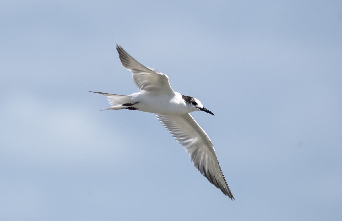 Common Tern - ML620036559