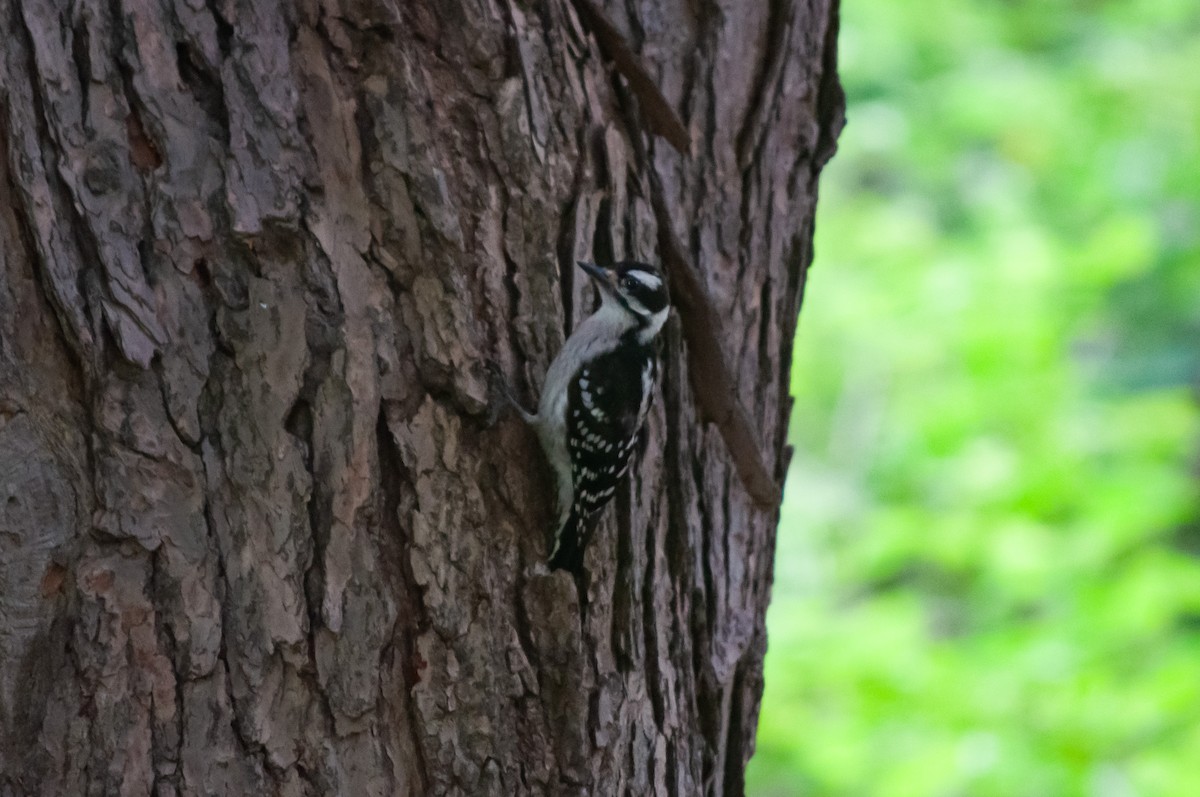 Downy Woodpecker - ML620036573