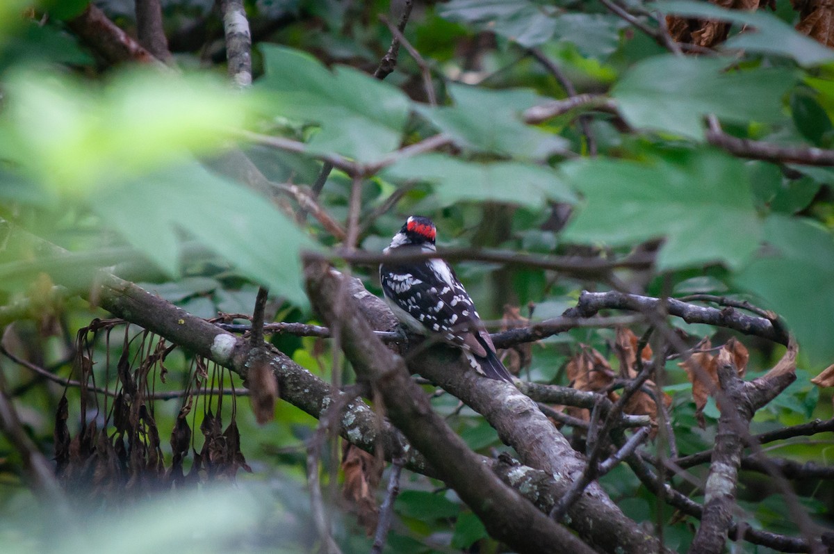 Downy Woodpecker - ML620036577