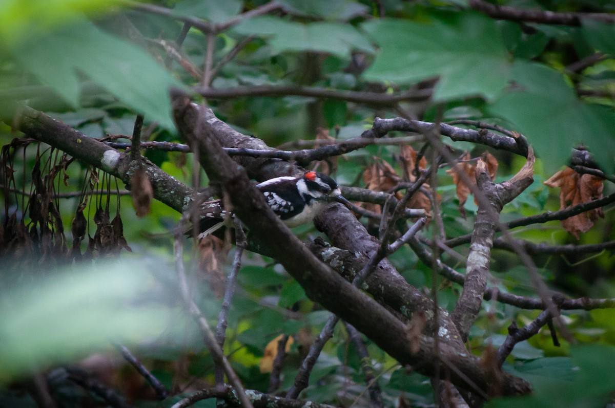 Downy Woodpecker - ML620036579