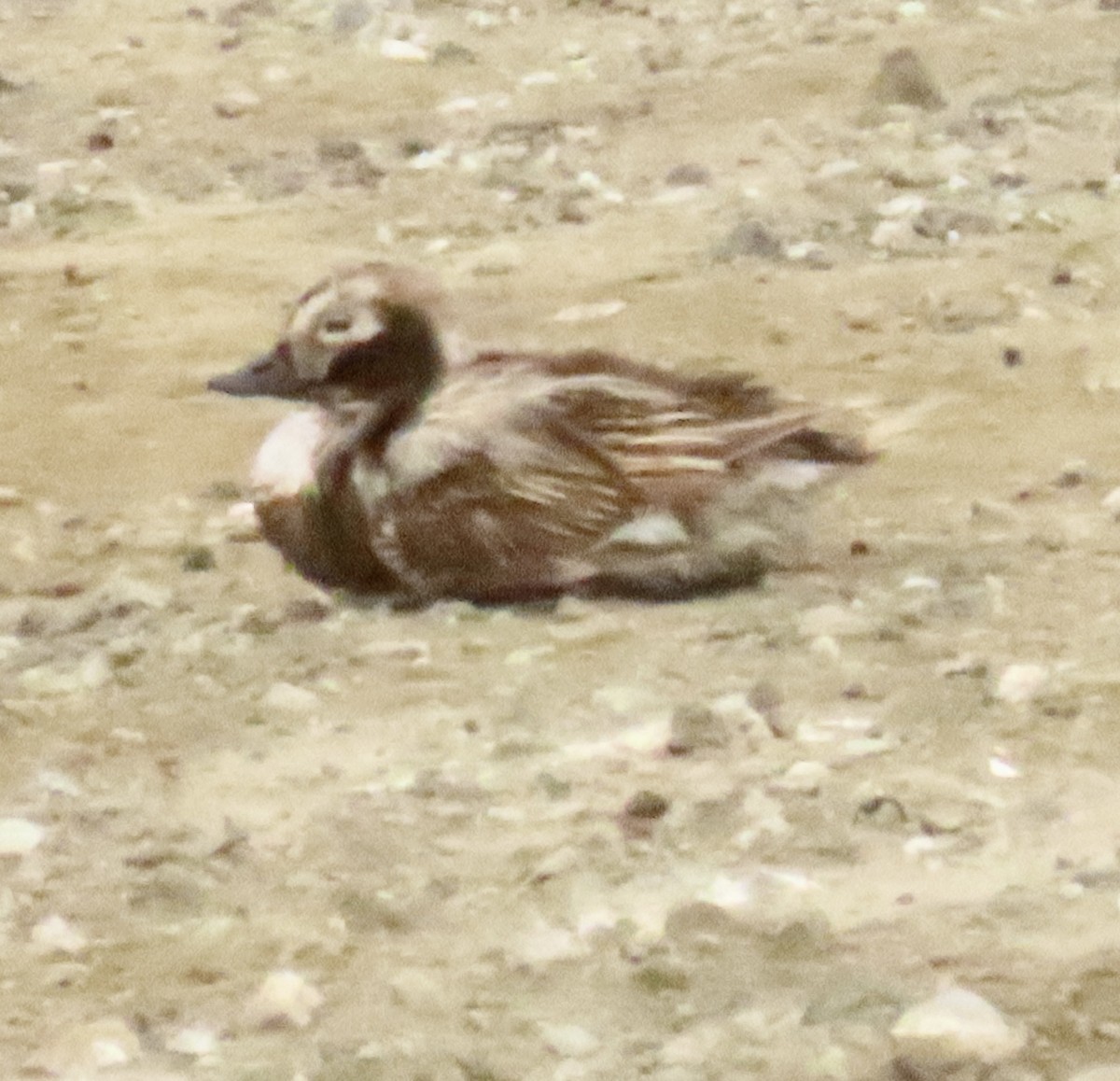 Long-tailed Duck - ML620036583