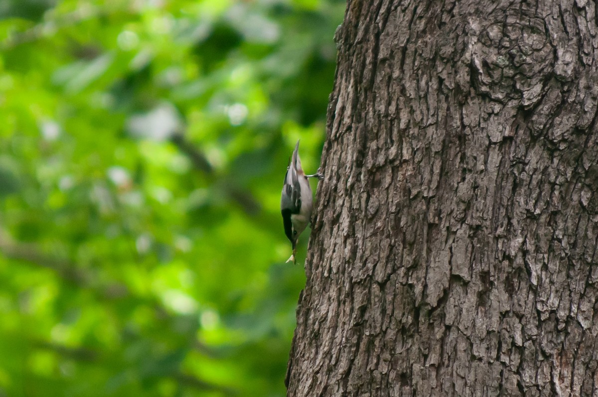 White-breasted Nuthatch - ML620036585