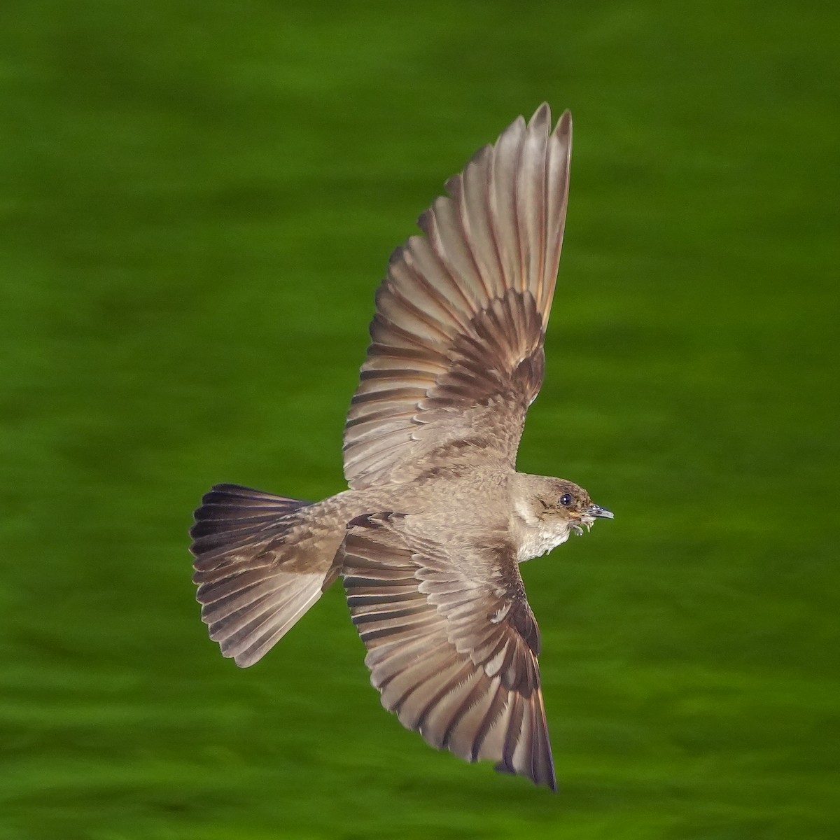 Northern Rough-winged Swallow - ML620036589