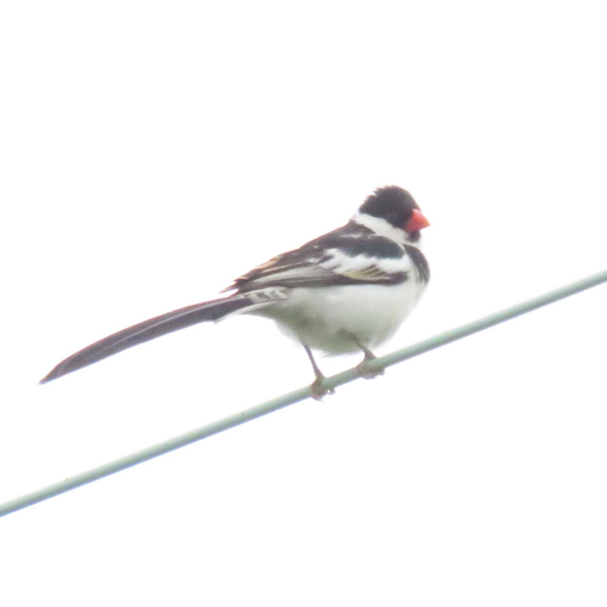 Pin-tailed Whydah - ML620036590