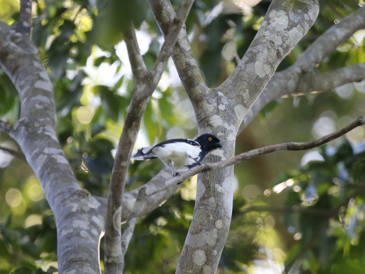 Magpie Tanager - ML620036591
