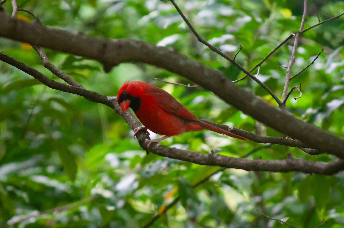 Cardinal rouge - ML620036592