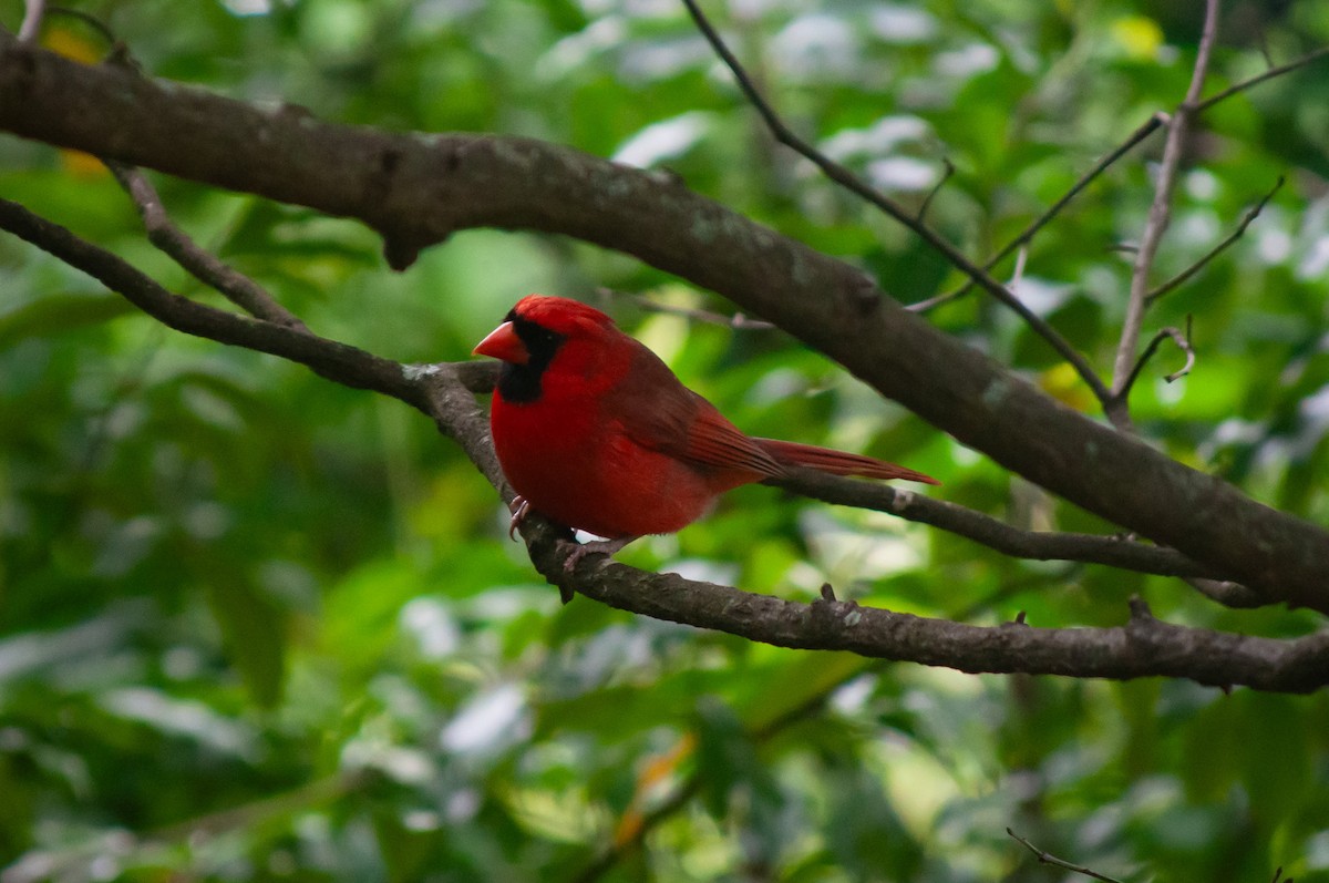 Cardinal rouge - ML620036594
