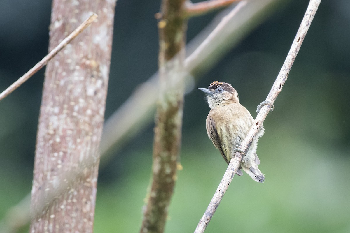 Olivaceous Piculet - ML620036603