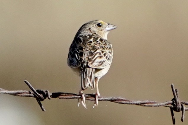 Grasshopper Sparrow - ML620036617