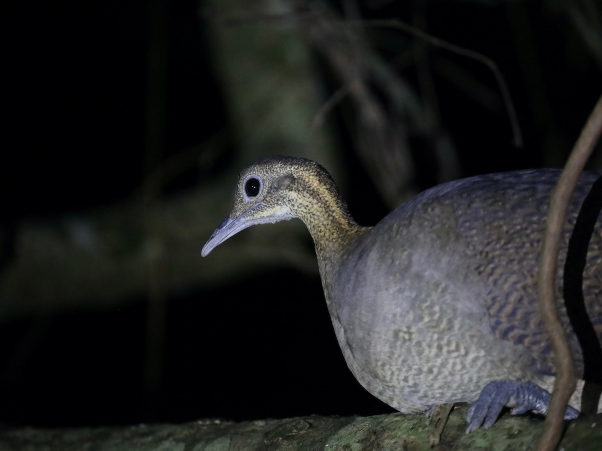 Solitary Tinamou - ML620036623