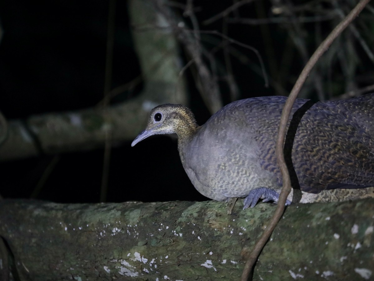 Solitary Tinamou - ML620036624