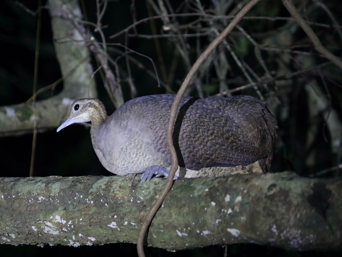 Solitary Tinamou - ML620036625