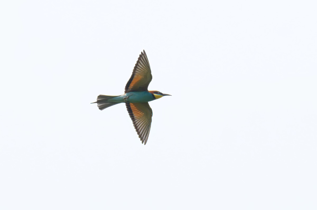 European Bee-eater - ML620036626
