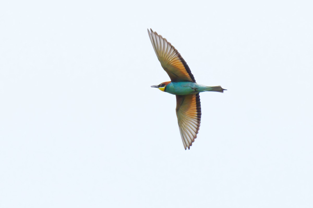 European Bee-eater - ML620036627