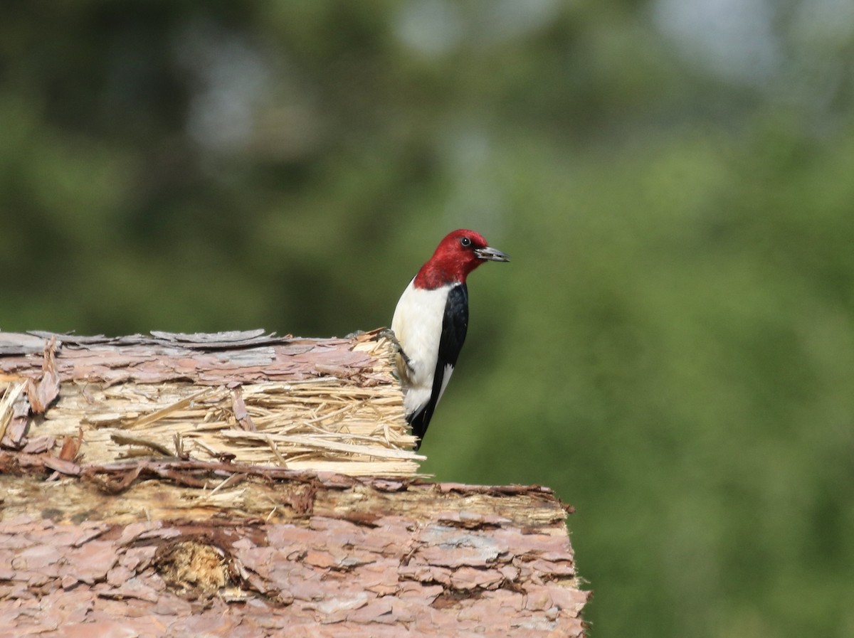 Red-headed Woodpecker - ML620036629