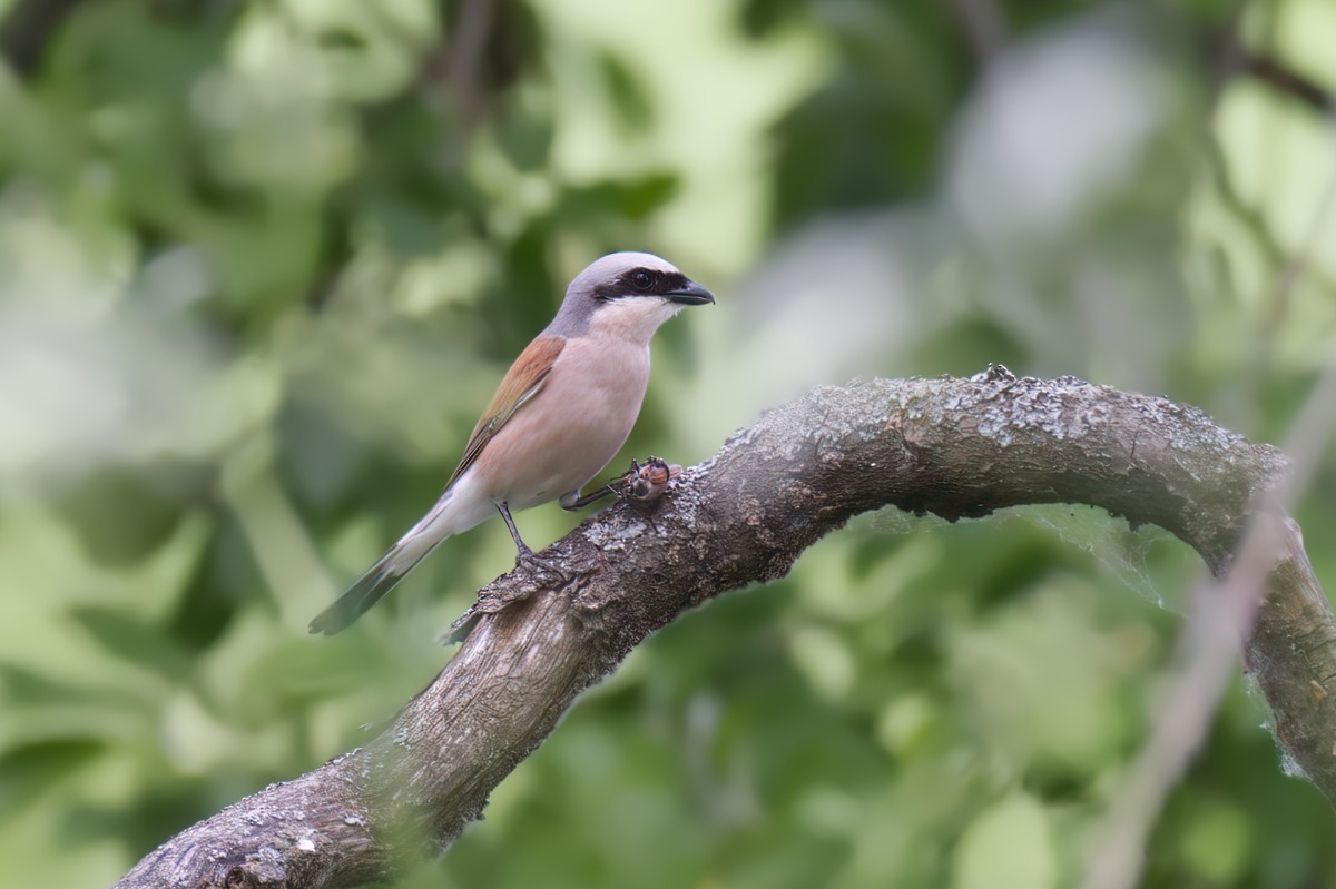 Red-backed Shrike - ML620036631