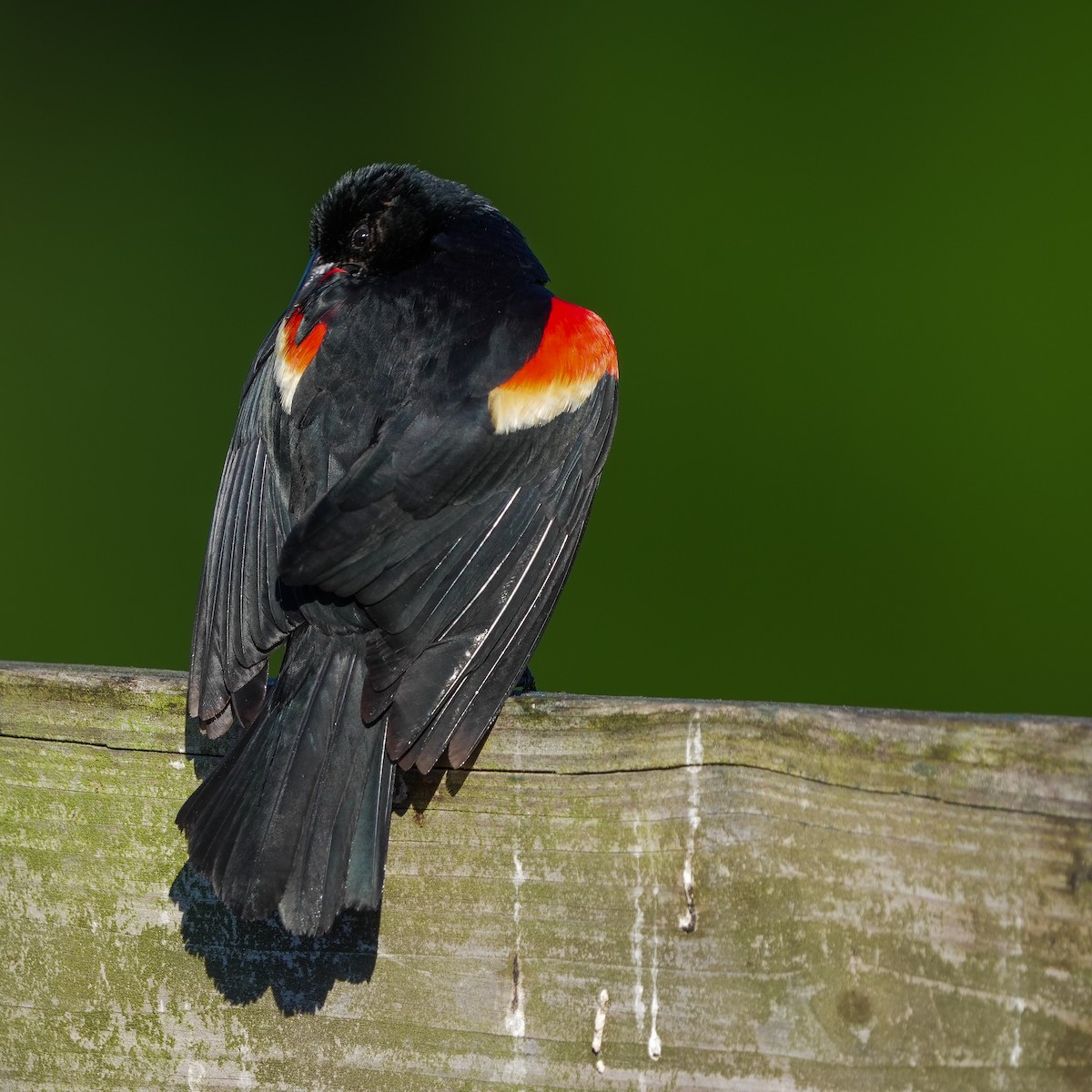 Red-winged Blackbird - ML620036642