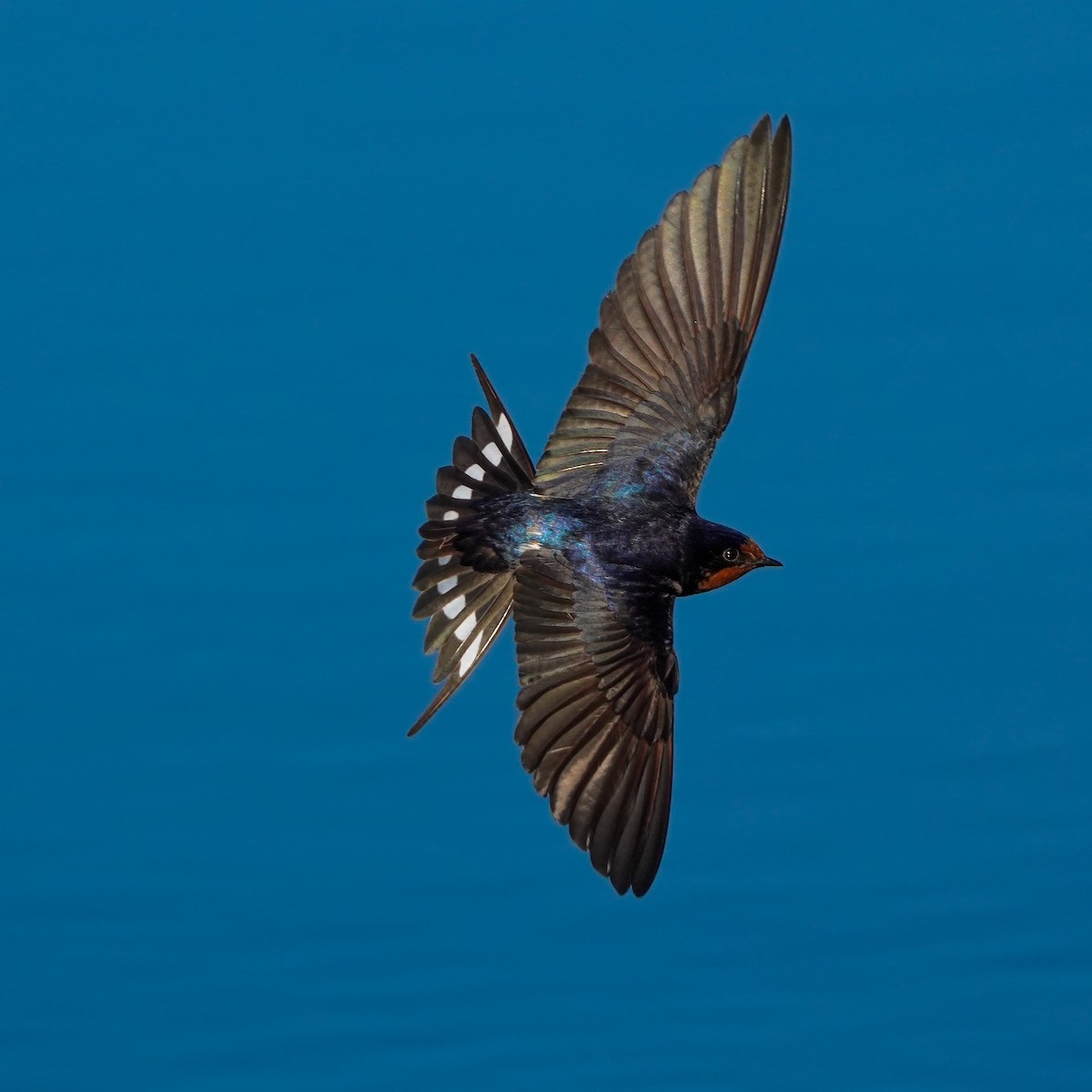 Barn Swallow - ML620036644