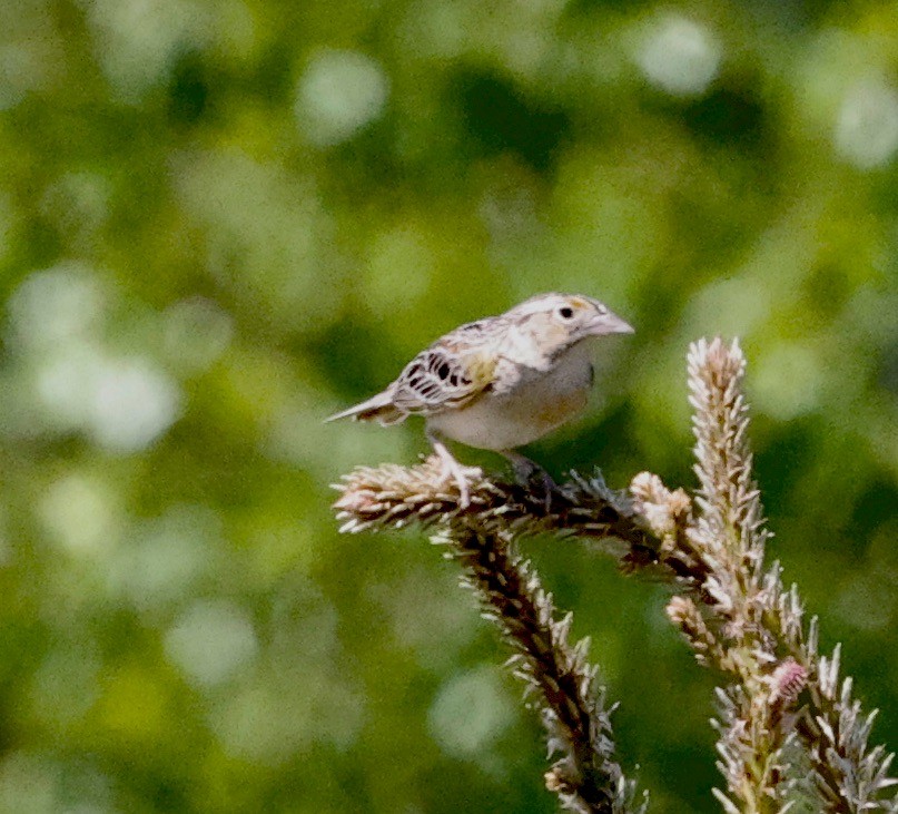 Grasshopper Sparrow - ML620036647