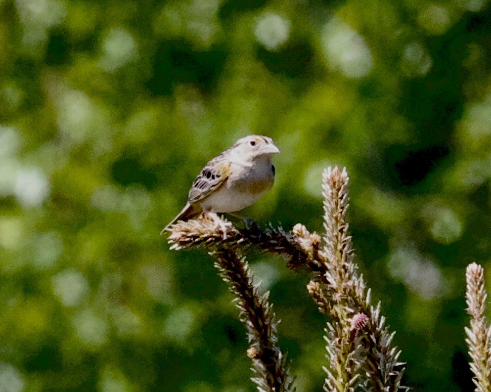 Grasshopper Sparrow - ML620036648