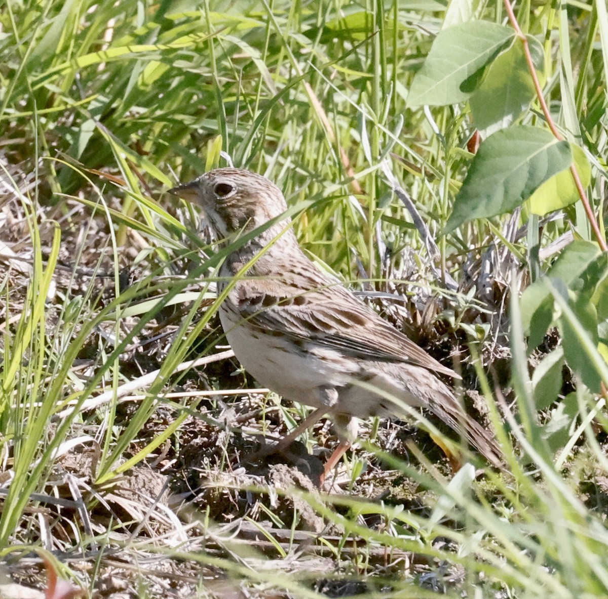 Vesper Sparrow - ML620036669