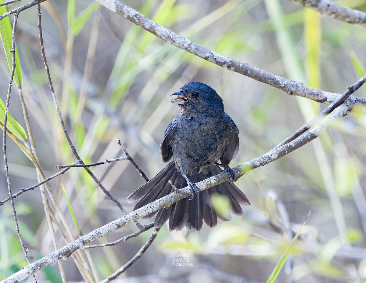 Blue Seedeater (Blue) - ML620036690