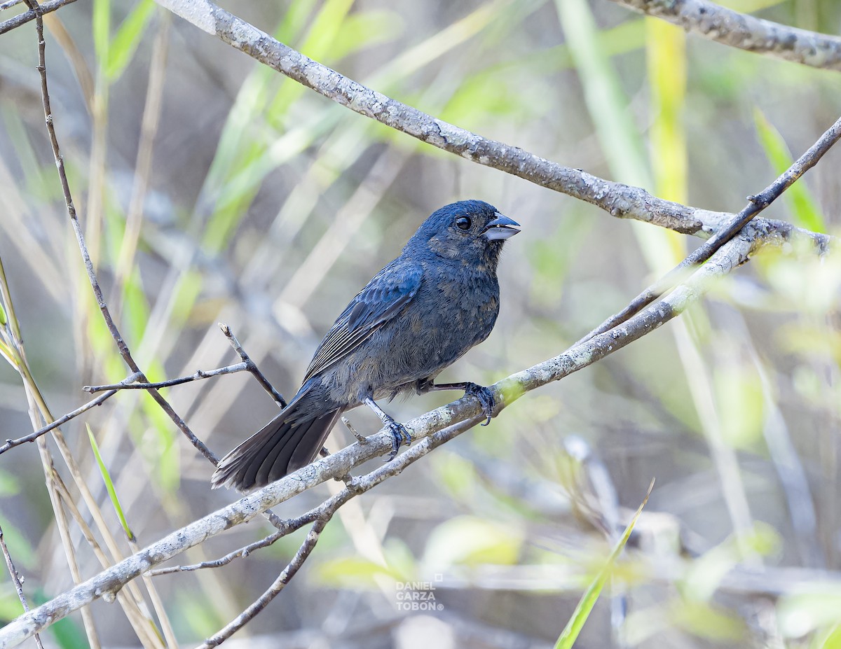 Blue Seedeater (Blue) - ML620036691