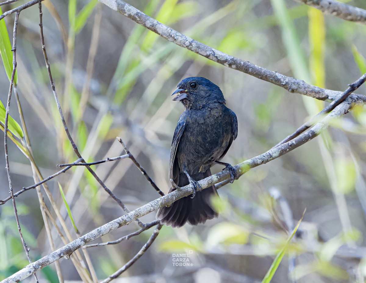 Blue Seedeater (Blue) - Daniel  Garza Tobón