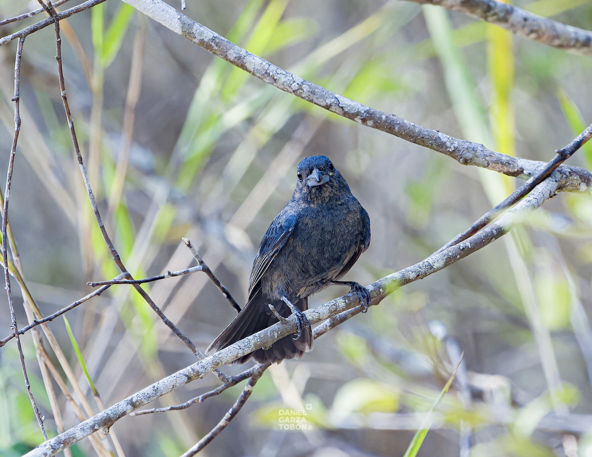 Blue Seedeater (Blue) - ML620036693