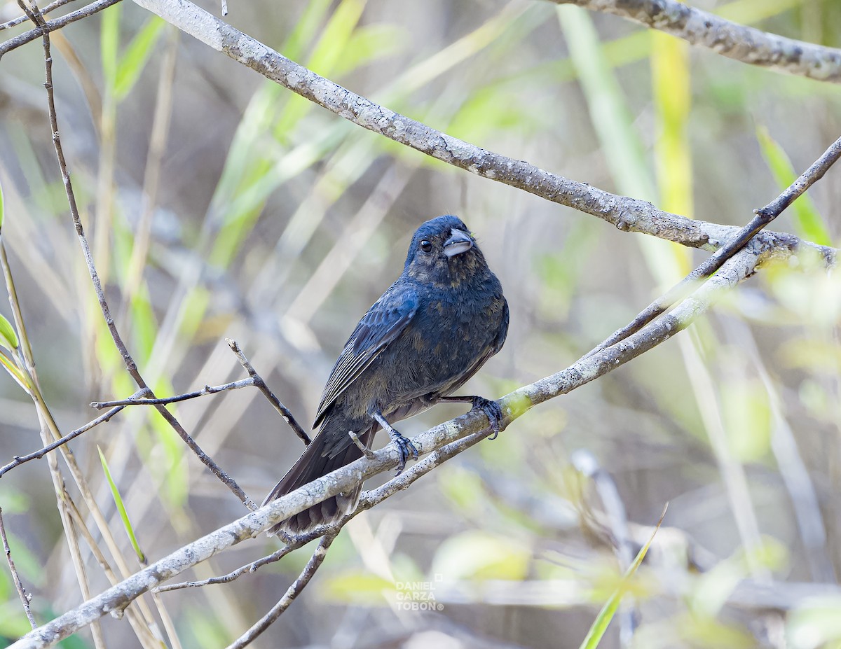 Blue Seedeater (Blue) - ML620036694