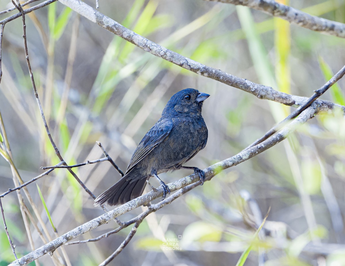 Blue Seedeater (Blue) - ML620036695