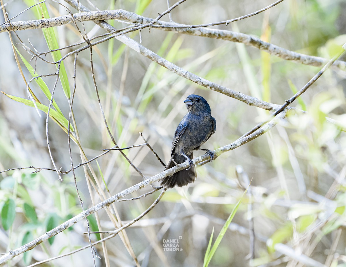 Blue Seedeater (Blue) - ML620036696