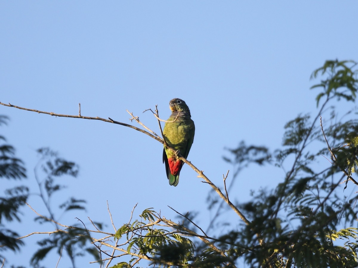 Папуга-червоногуз зеленощокий - ML620036703