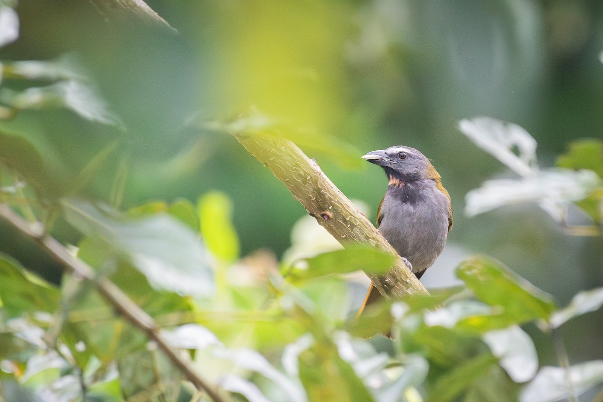 Buff-throated Saltator - ML620036712