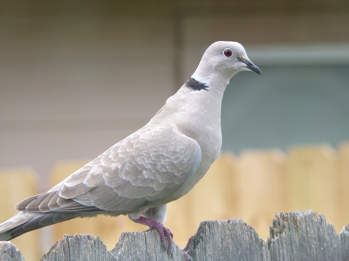 Eurasian Collared-Dove - ML620036730