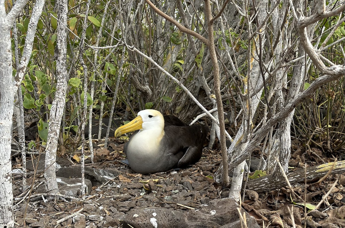 albatros galapážský - ML620036736