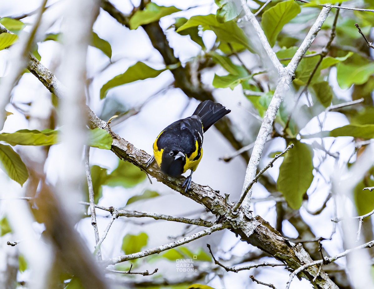 Oriole unifascié - ML620036745