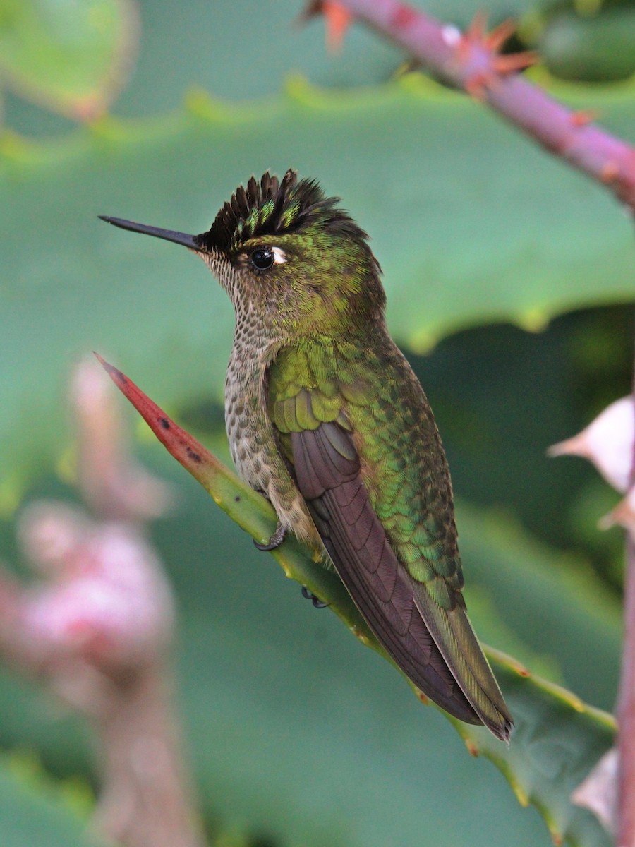 Green-backed Firecrown - ML620036748