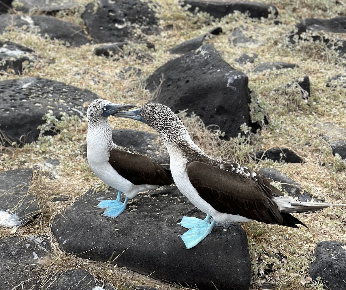 Blue-footed Booby - ML620036763