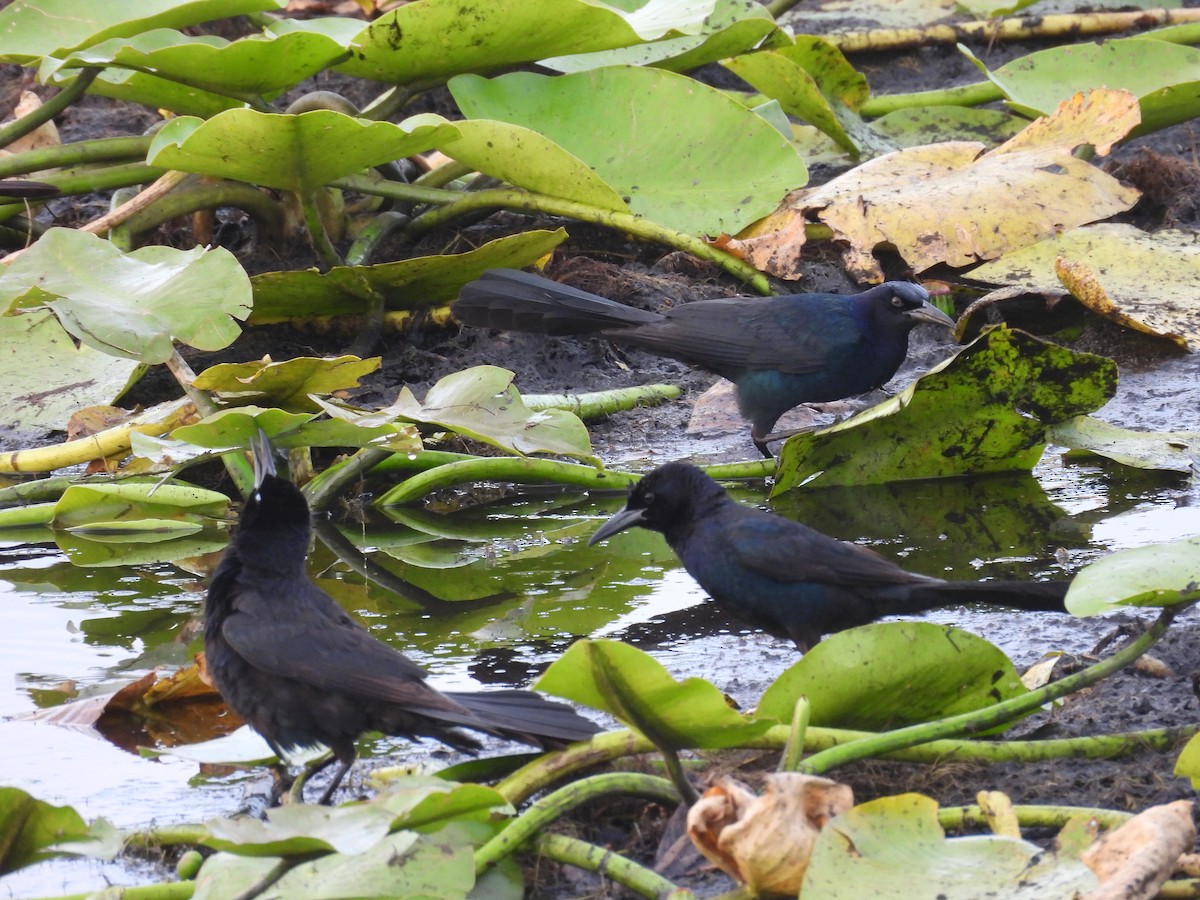 Boat-tailed Grackle - ML620036764