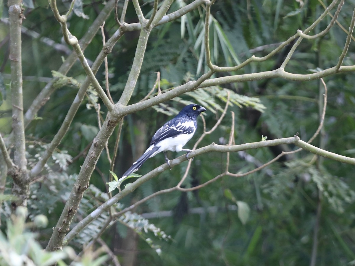Magpie Tanager - ML620036768