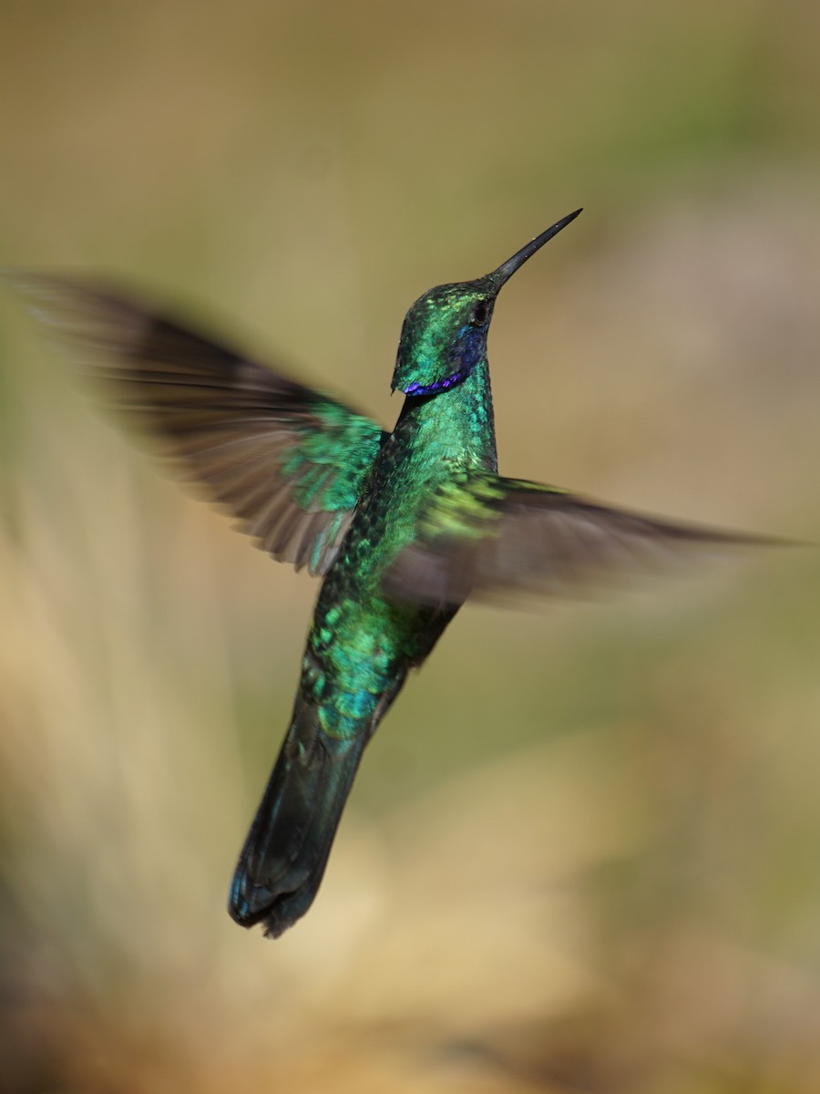 kolibřík modrolící - ML620036777