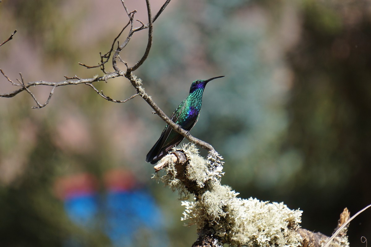 kolibřík modrolící - ML620036778