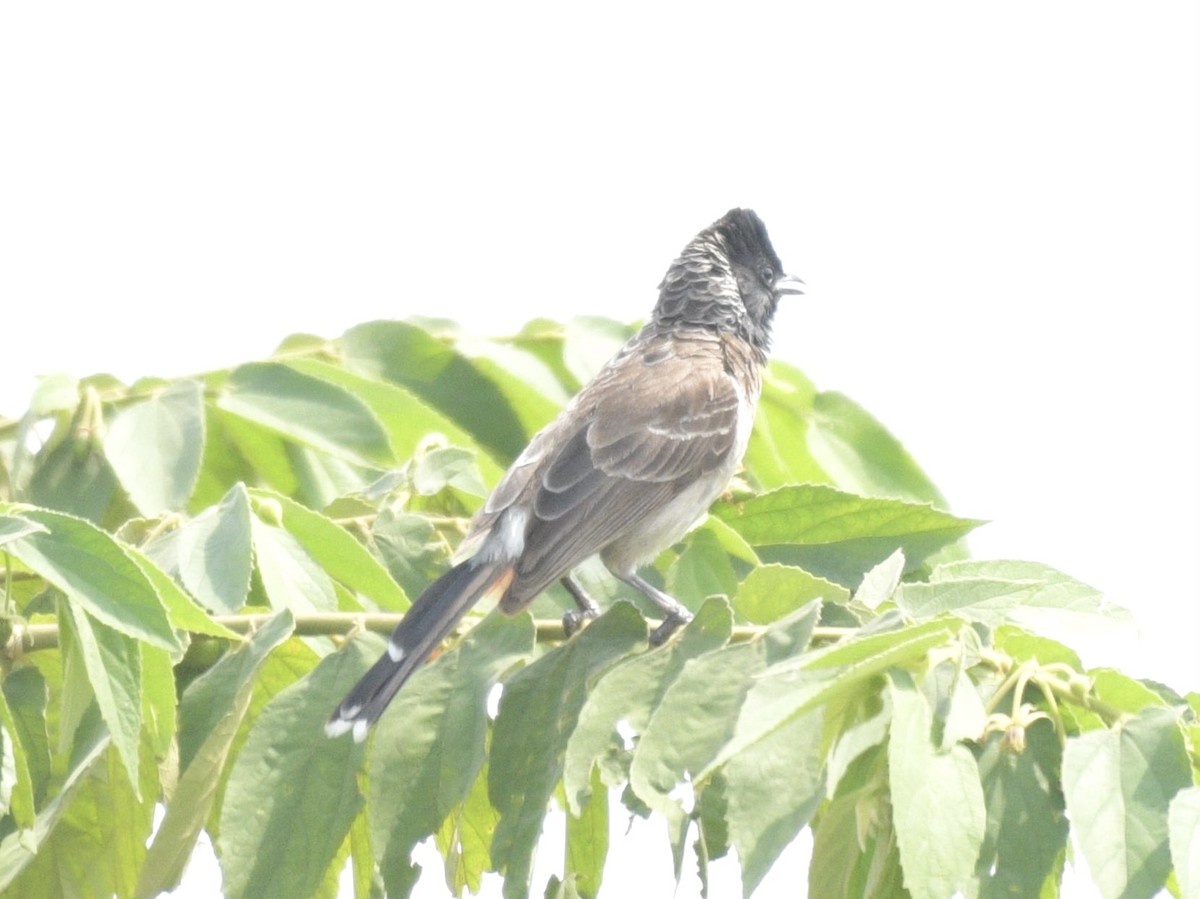 Red-vented Bulbul - ML620036784