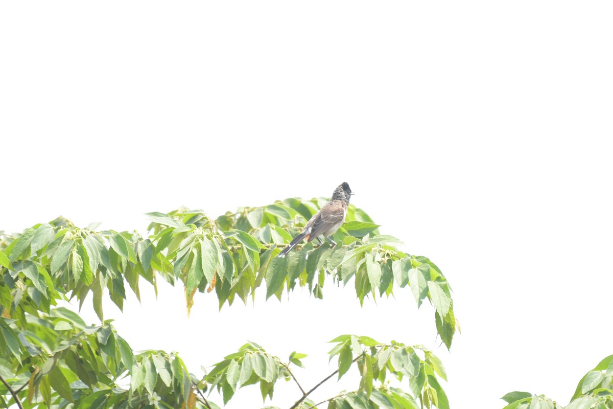 Red-vented Bulbul - ML620036785
