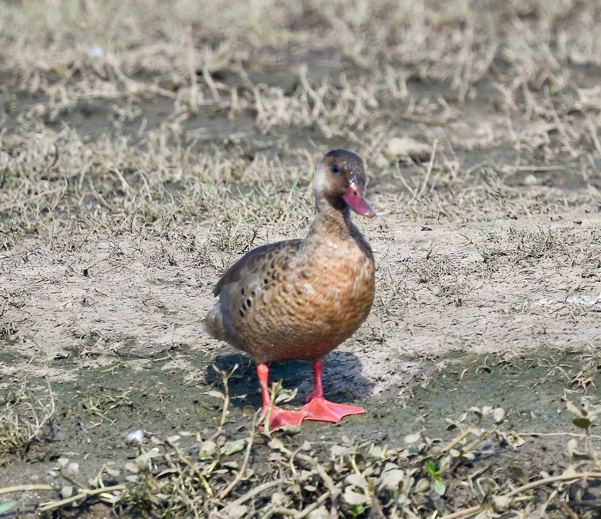 Pato Brasileño - ML620036799