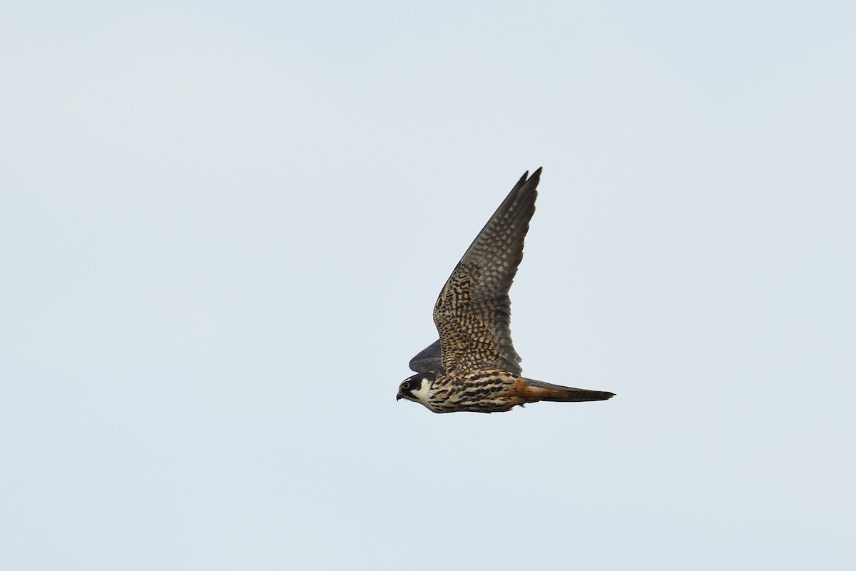 Eurasian Hobby - ML620036807