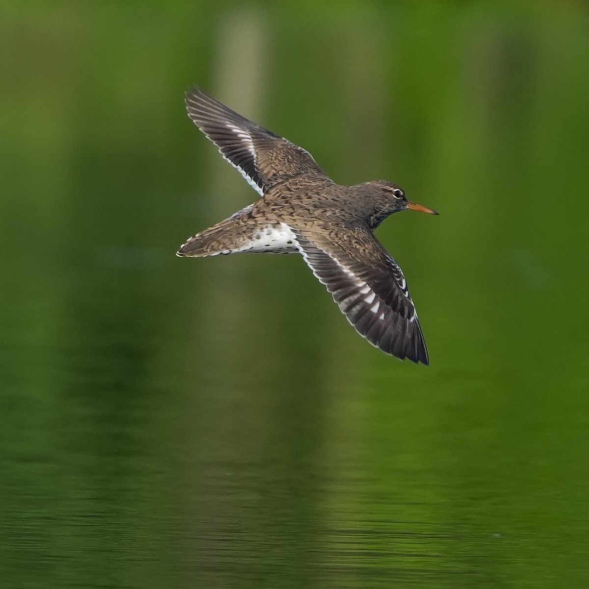 Spotted Sandpiper - TJ Byrd