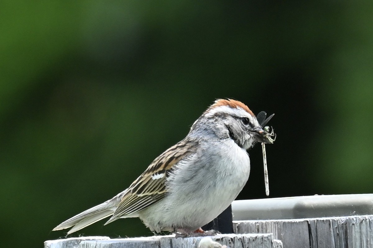 Chipping Sparrow - ML620036810